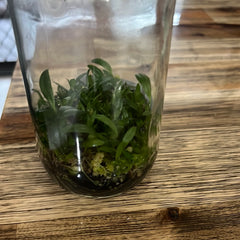 Bulbophyllum barbigerum FLASK