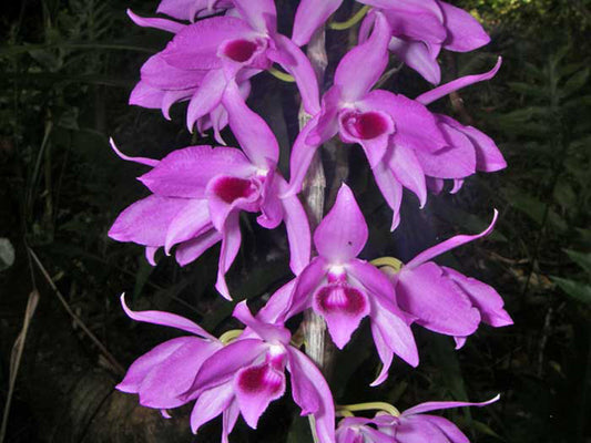 Dendrobium anosmum 'Philippine large flower'