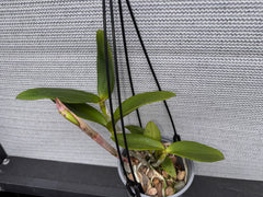 Cattleya amethystoglossa var. coerulea