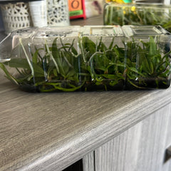 Phalaenopsis lowii FLASK