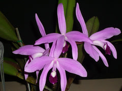 Laelia perrinii (Species from Brazil)