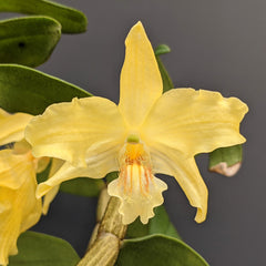 Dendrobium lowii (Species Flask - Conical) ex Taiwan