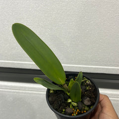 Cattleya warneri coerulea 'Rinata Dihel' x sib