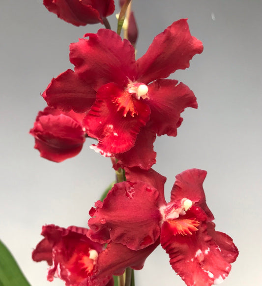 Oncostele Red Silk 'HOF' (In flower spikes)