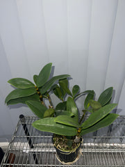 Dendrobium amabile (Advanced Flowering Size)