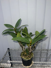 Dendrobium amabile (Advanced Flowering Size)