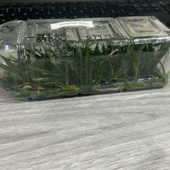 Vanda vietnamica SPECIES FLASK (35+ PLANTS)