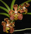 Vanda lombokensis x Vanda barnesii