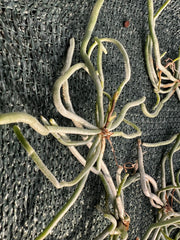 Chiloschista parishii (Rare Leafless Species) IN SPIKE