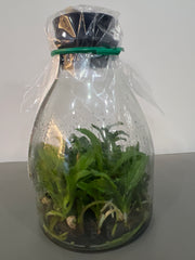 Laelia dayana coerulea x sib (Species Flask - Conical) ex Taiwan