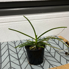 Vanda testacea (syn. parviflora)