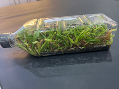 Coelogyne septemcostata (Species Flask - Plastic Bottle) ex Thailand