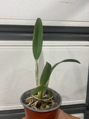 Rlc. Golf Green 'Hair Pig' (Mericlone)