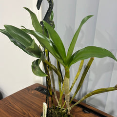 Dendrobium Roy Tokunaga ‘Geoff’ (atroviolaceum x johnsoniae)