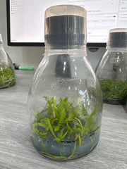 Cattleya violacea coerulea (Flask - Conical, ex Taiwan)