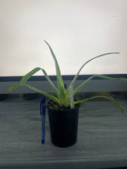 Paphiopedilum Michael Koopowitz × Angel Hair (NFS)