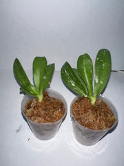 Phalaenopsis Joy Fairy Tale (Peloric, fragrant,Mericlone)