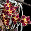 Chiloschista lunifera (Fragrant - Orchid Species)