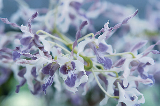 Dendrobium gouldii "Blue"