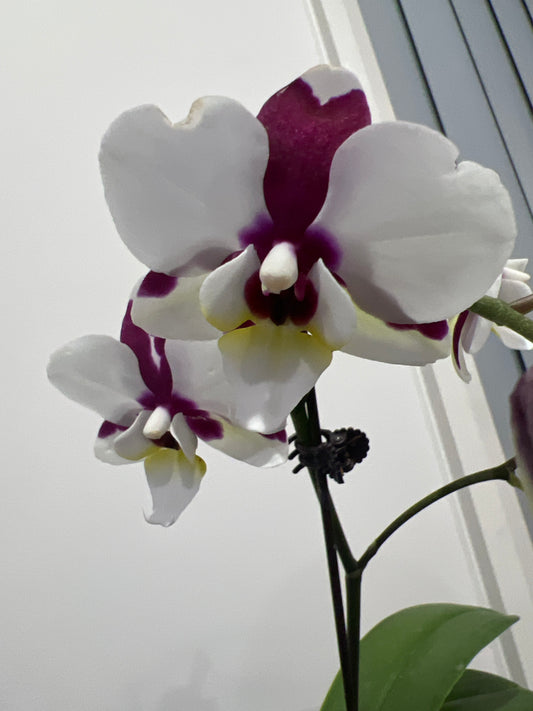 Phalaenopsis Ghost Kiss (In Flower)