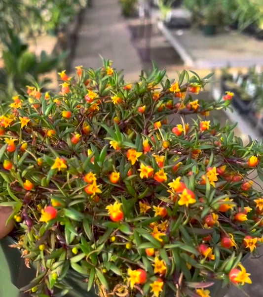 Mediocalcar decoratum (Species From New Guinea)