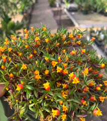 Mediocalcar decoratum (Species From New Guinea)