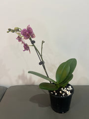 Phalaenopsis Lioulin Wild Cat (In Flower)
