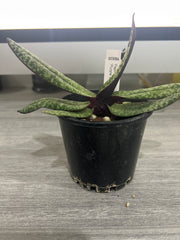 Paph. delenatii fma. vini ('Succubus' x 'Purple WIngs')