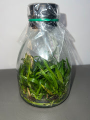 Cattleya lawrenceana 'El Hatillo-Manantial' x 'AWZ flamea' (Species Flask - Conical) ex Taiwan