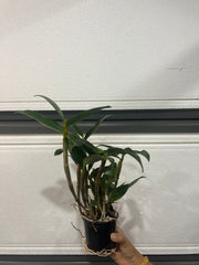 Dendrobium griffithianum (Species)