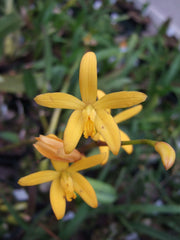 Laelia macrobulbosa