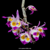 Dendrobium crystallinum
