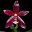 Phalaenopsis cornu cervi (Red) Rare Form