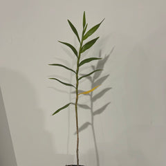 Dendrobium Gowan's Tangello AM/AOC (Dendrobium mohlianum × Dendrobium melinanthum)