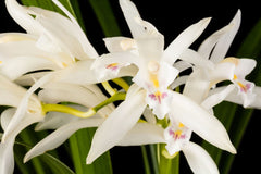IN SPIKE! - Cymbidium mastersii (Fragrant and Rare Species)