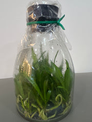 Brougtonia sanguinea (Star Splash x aurea) x sib (Species Flask - Conical) ex Taiwan