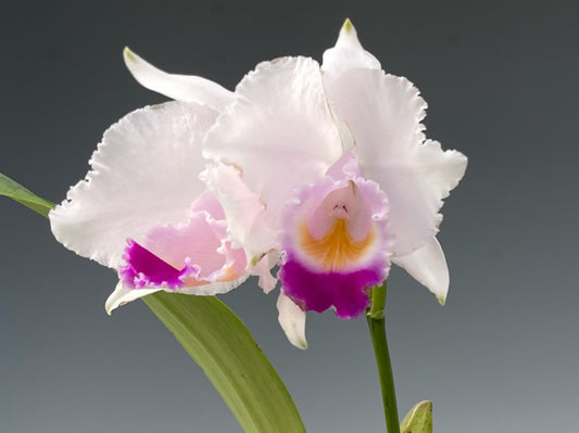 Cattleya quadricolor (chocoensis) semi alba x sib ('CH#2' x 'CH#1')