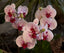 Phalaenopsis Georges Seurat Mericlone