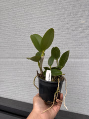 Cattleya Ratsima Spot (Fragrant)