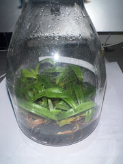 Paph. hirsutissimum var. album (syn. P. esquirolei) (FLASK, ex Taiwan)