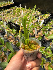 Cycnodes Jumbo Puff Taiyoung No.1 SM/TOGA