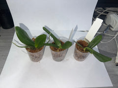 Phalaenopsis Christina Weltz (gigantea flava x javanica alba) MC