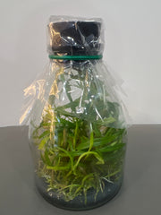 Dendrobium maccarthiae x self (Species Flask - Conical) ex Taiwan