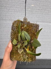 Bulbophyllum Frostii (Fragrant)