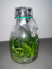 Cattleya lueddemanniana coerulea x sib (Henrique Blue-Mariauxi x #12 coerulea-coerulea flamea) (Species Flask - Conical) ex Taiwan