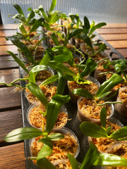 Phalaenopsis amboinensis var. flava stem prop (RARE SPECIES - Fragrant)