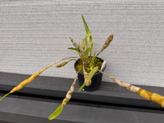 Dendrobium friedericksianum (Species)