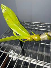 Dendrobium albosanguineum (Rare Species, In Buds)