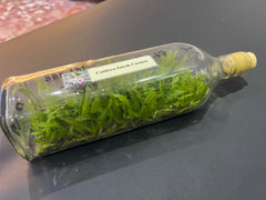 Cattleya Jairak Cosmos (Hybrid Flask - Whiskey Bottle) ex Thailand