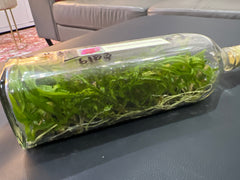 Dendrobium (Orawan Red x Thailand) (Hybrid Flask - Whiskey Bottle) ex Thailand